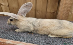 Continental Giant rabbits for sale: Continental Giant  - Image 4