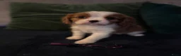 Cavalier King Charles Spaniel dogs for sale: Cavalier King Charles KC Reg dna 5* licensed  - Advert 7