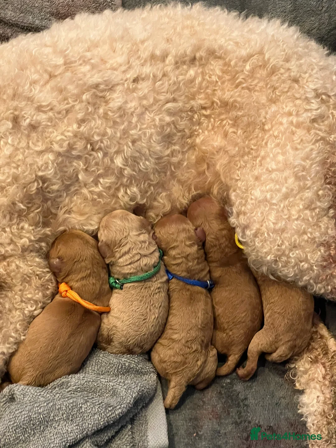 Cavapoo dogs for sale: F1B Cavapoo Puppies for Sale - Advert 3