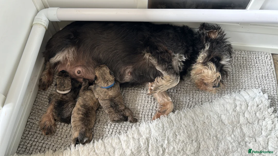 Mixed Breed dogs for sale: Beautiful Wowzer pups - Advert 2
