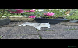 British Shorthair cats for sale: Pedigree British Short-hair kittens  - Image 24