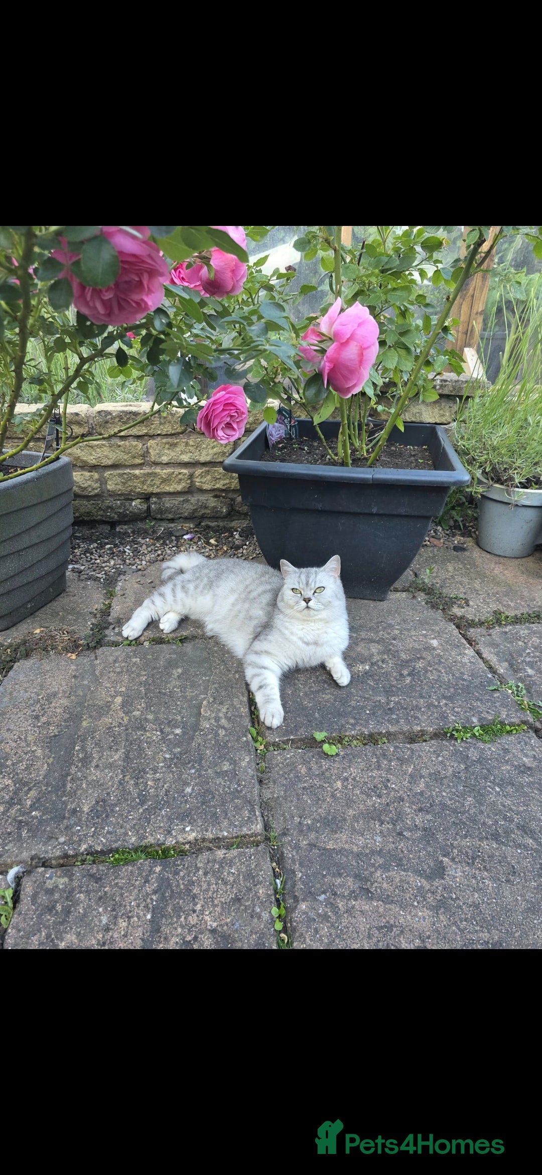 British Shorthair cats for sale: Pedigree British Short-hair kittens  - Image 24