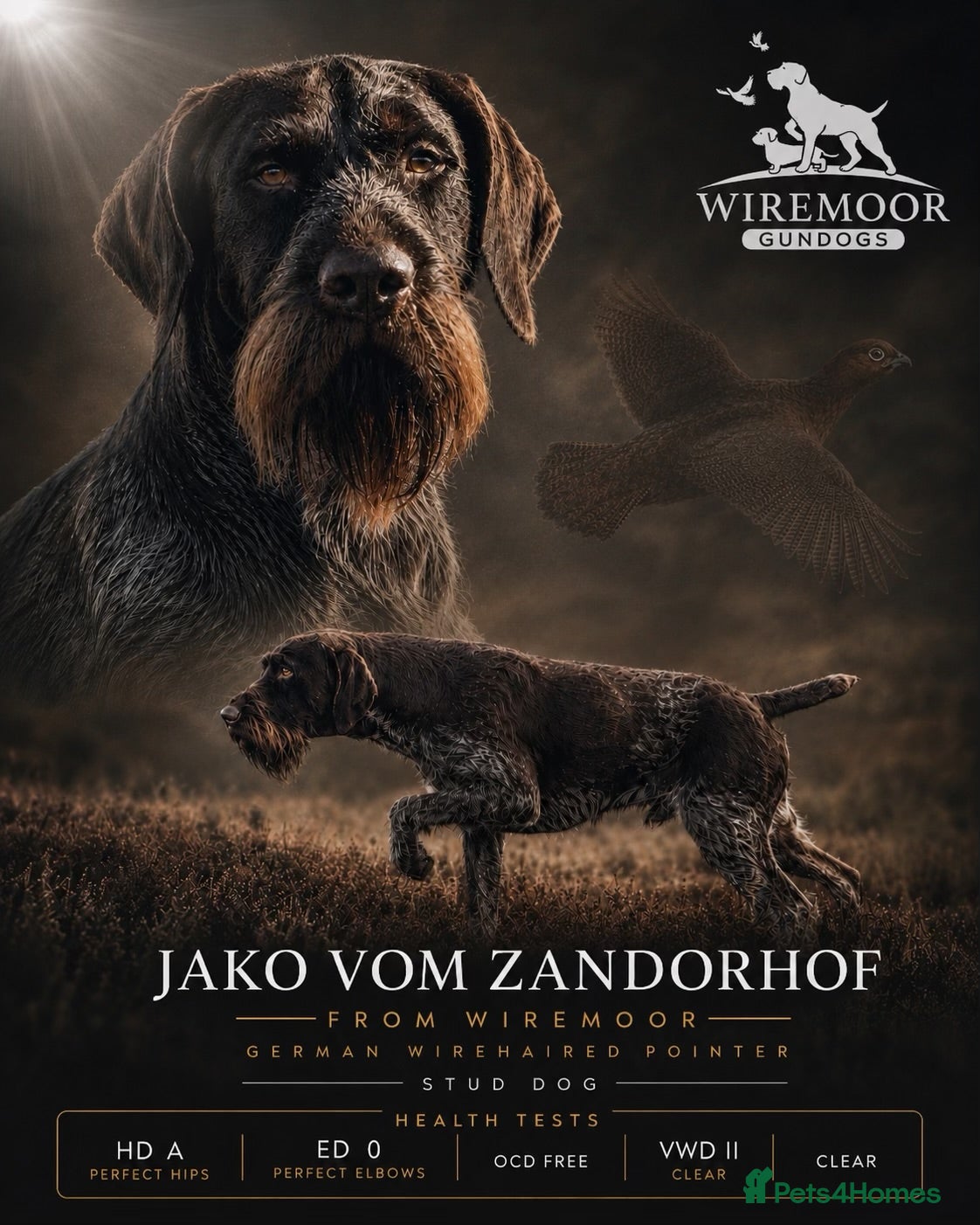 German Wirehaired Pointer dogs Imported Gwp stud  - Advert 5