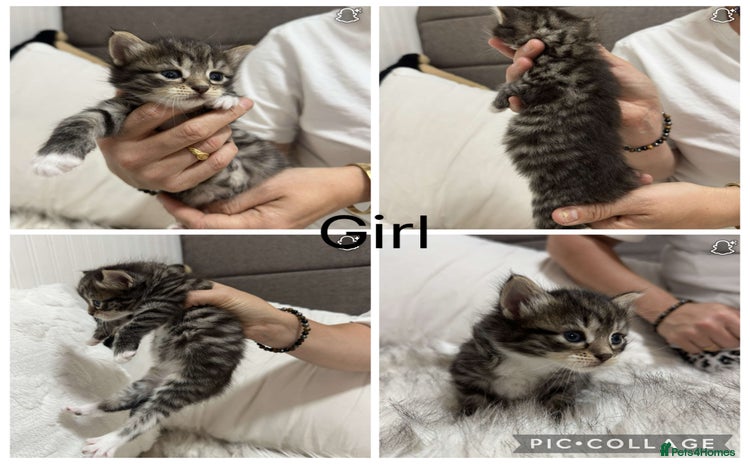 Domestic Shorthair cats - Advert 2