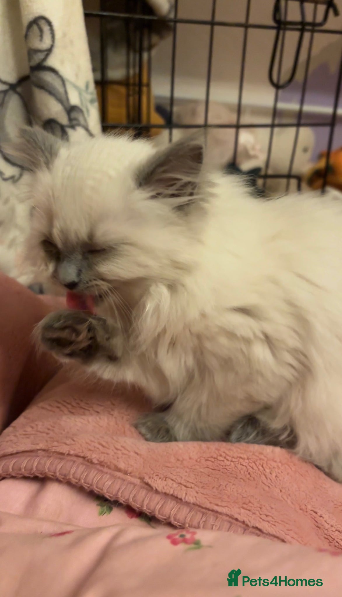 Ragdoll cats Young ragdoll kitten looking for calm, loving home - Advert 1
