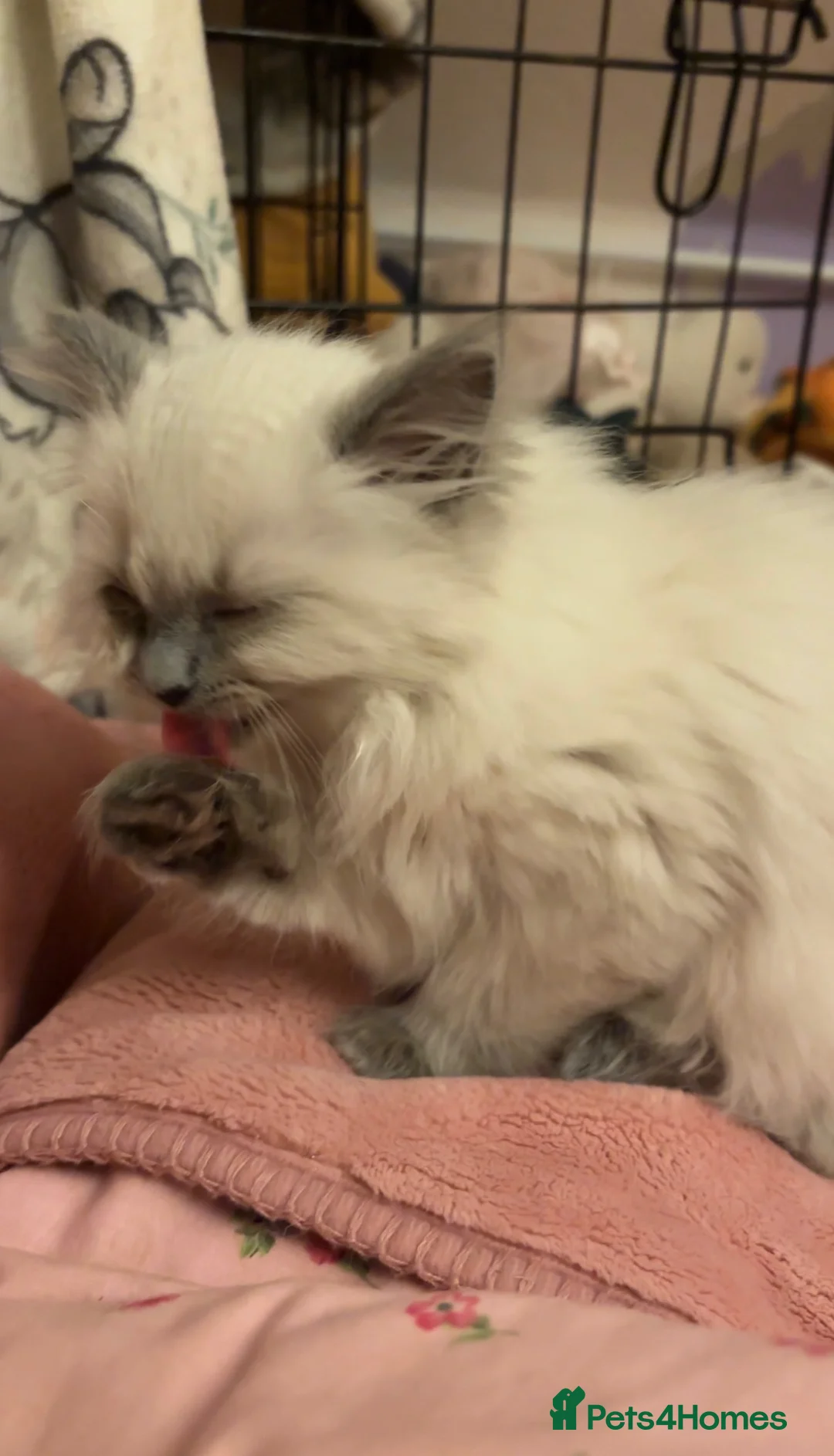 Ragdoll cats for sale: Young ragdoll kitten looking for calm, loving home in Sevenoaks - Advert 1
