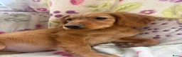 Golden Retriever dogs for sale: Golden retriever pups  in Midhurst - Advert 5