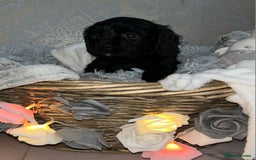 Mixed Breed dogs for sale: Beautiful F1B cockalier puppies  - Image 6