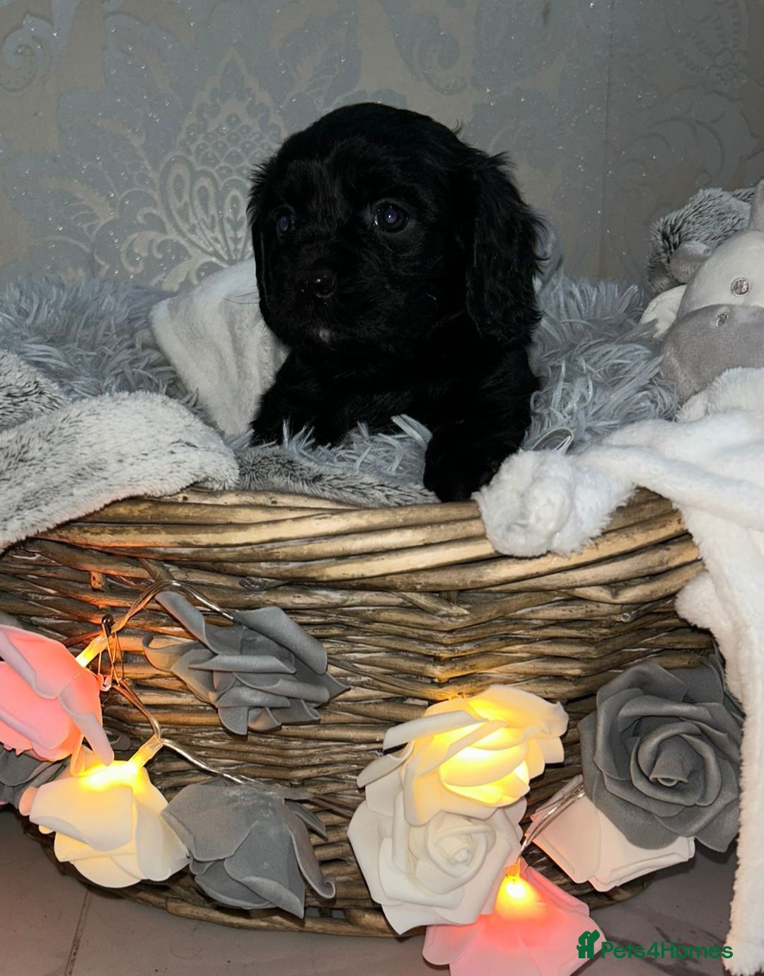 Mixed Breed dogs for sale: Beautiful F1B cockalier puppies  - Image 6