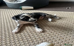 Mixed Breed dogs for sale: Whippet x collie boy - Image 2