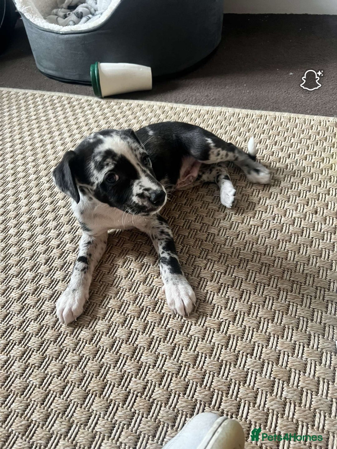 Mixed Breed dogs for sale: Whippet x collie boy - Image 2