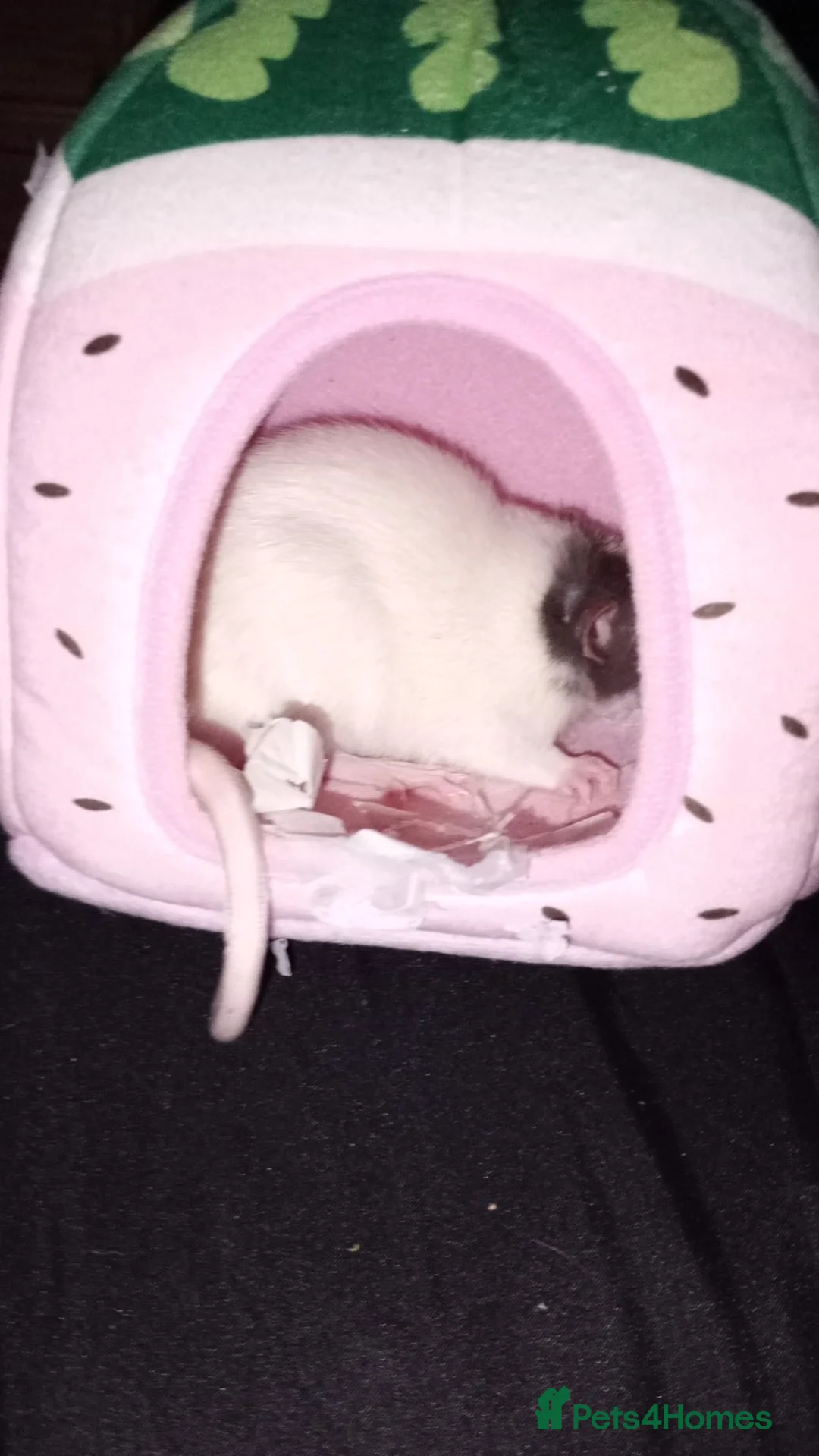 Rat rodents for sale: 3 amazing boy rats in Guildford - Advert 2