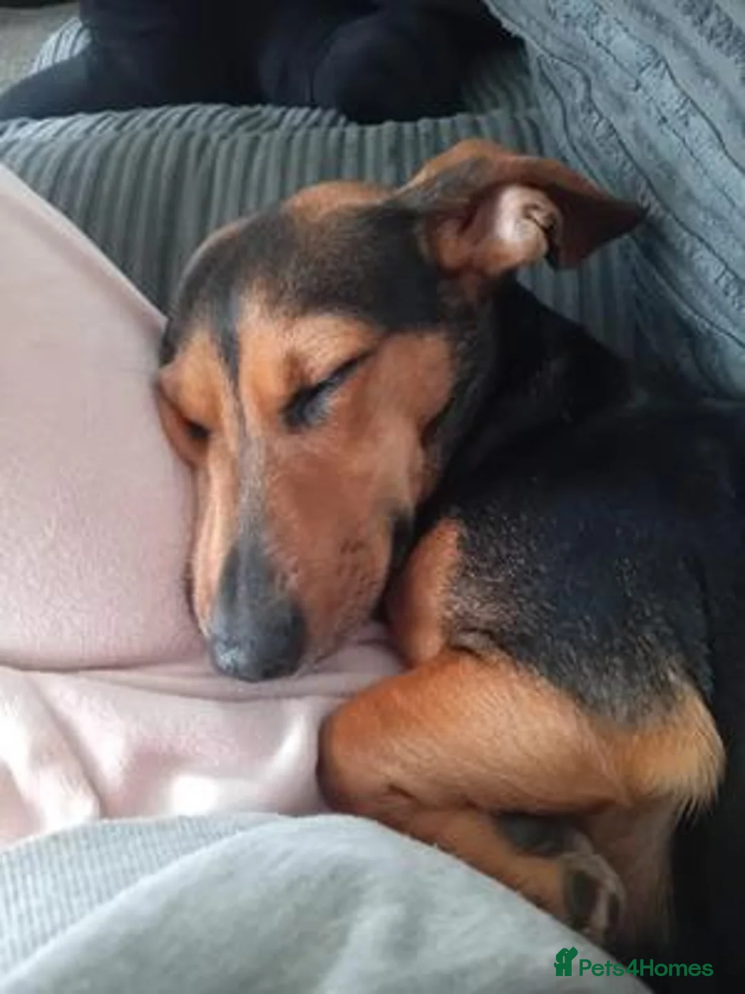 Miniature Dachshund dogs for sale: looking for a loving new home for my stunning girl in Edinburgh - Advert 5