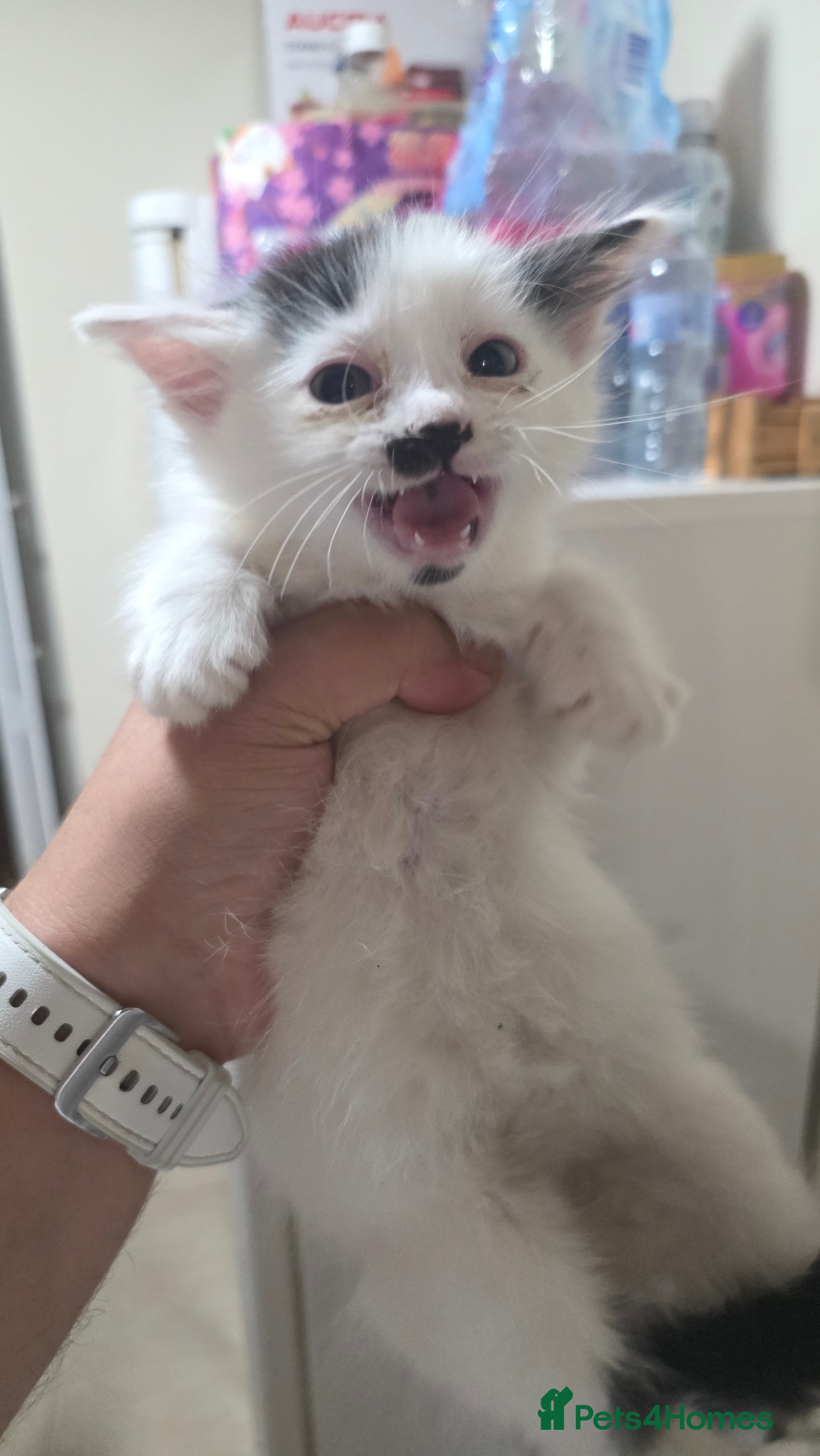 Mixed Breed cats for sale: Cute kittens for sale (NEED GONE ASAP) - Advert 2