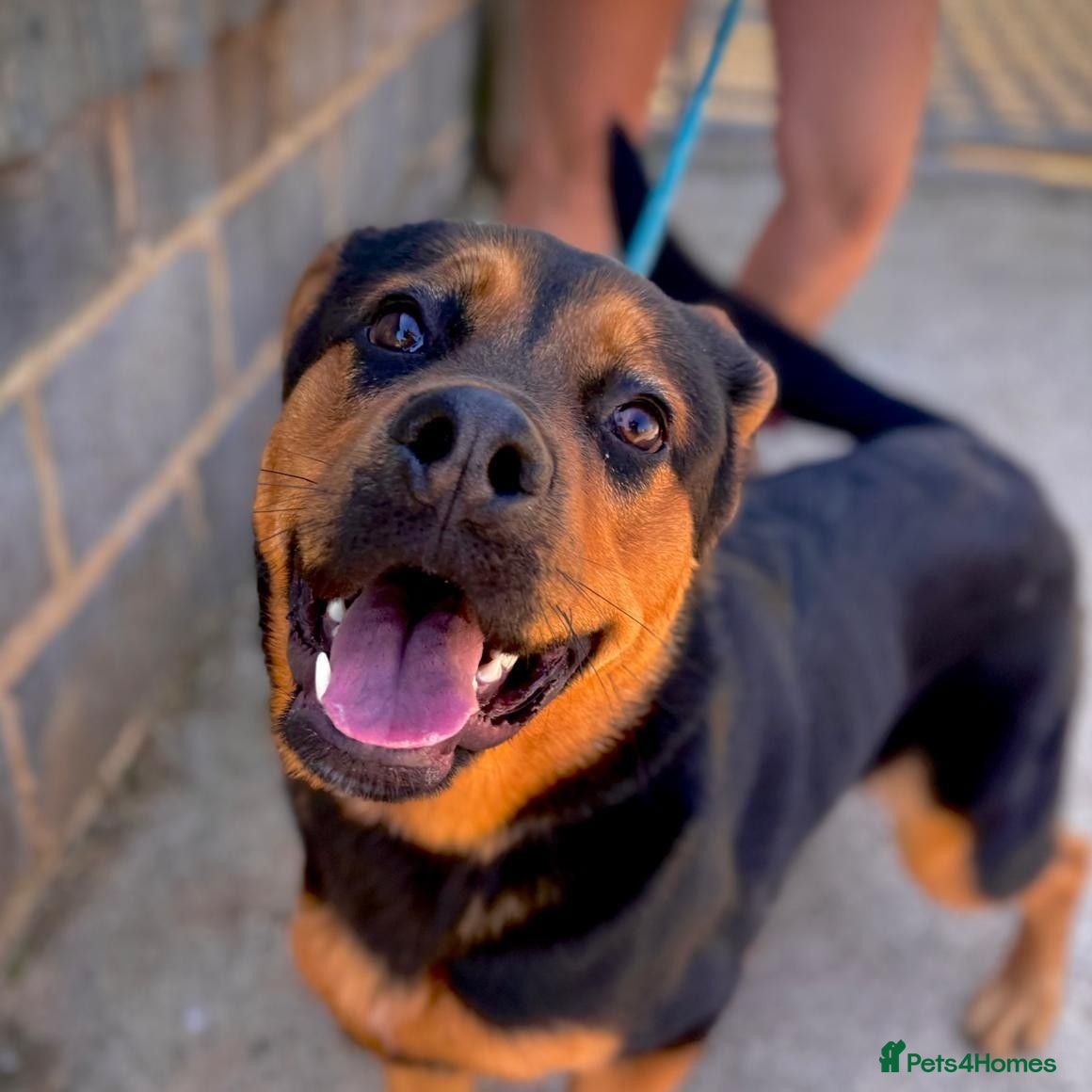 Mixed Breed dogs Junior - Huntaway Cross for Adoption - Advert 1