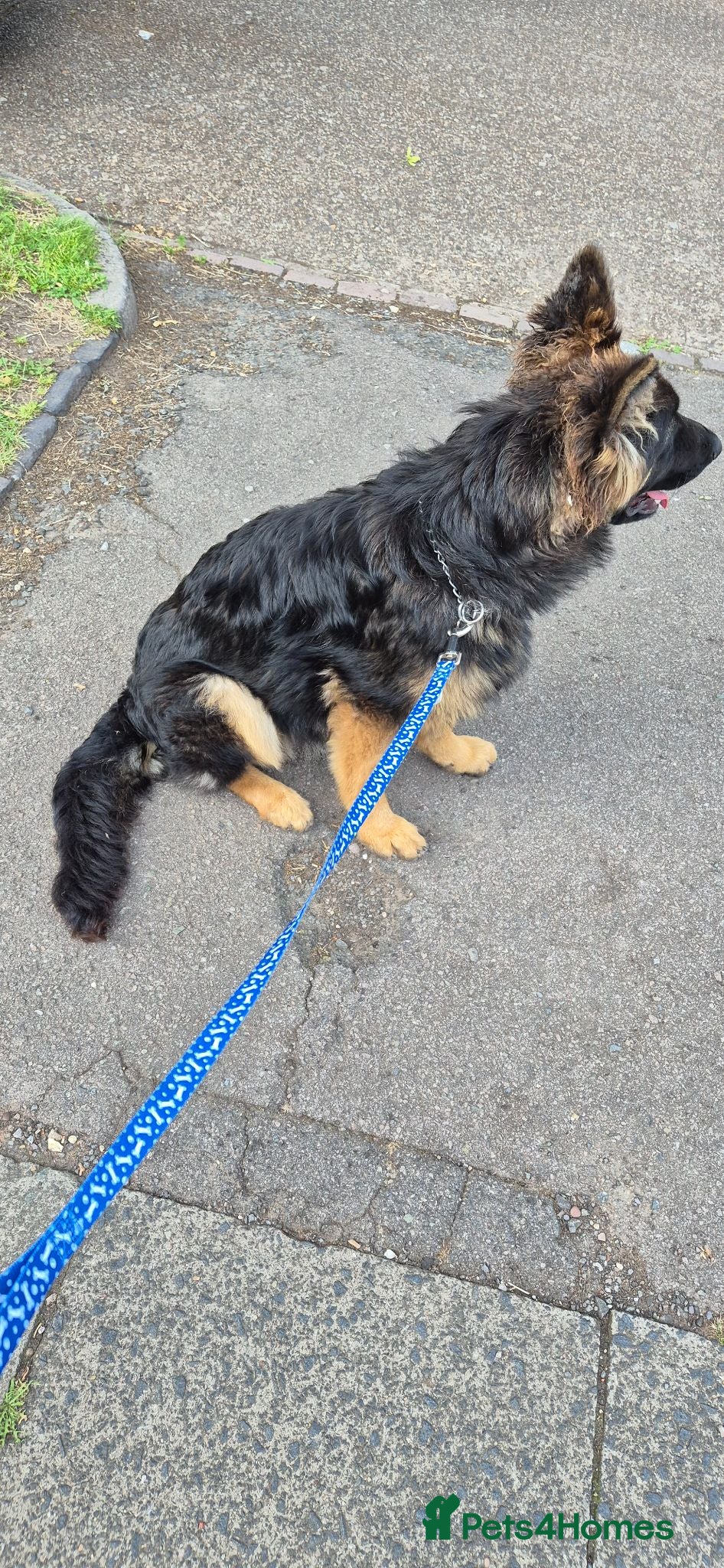 German Shepherd dogs German Shepherd 7 months old Max  - Advert 1