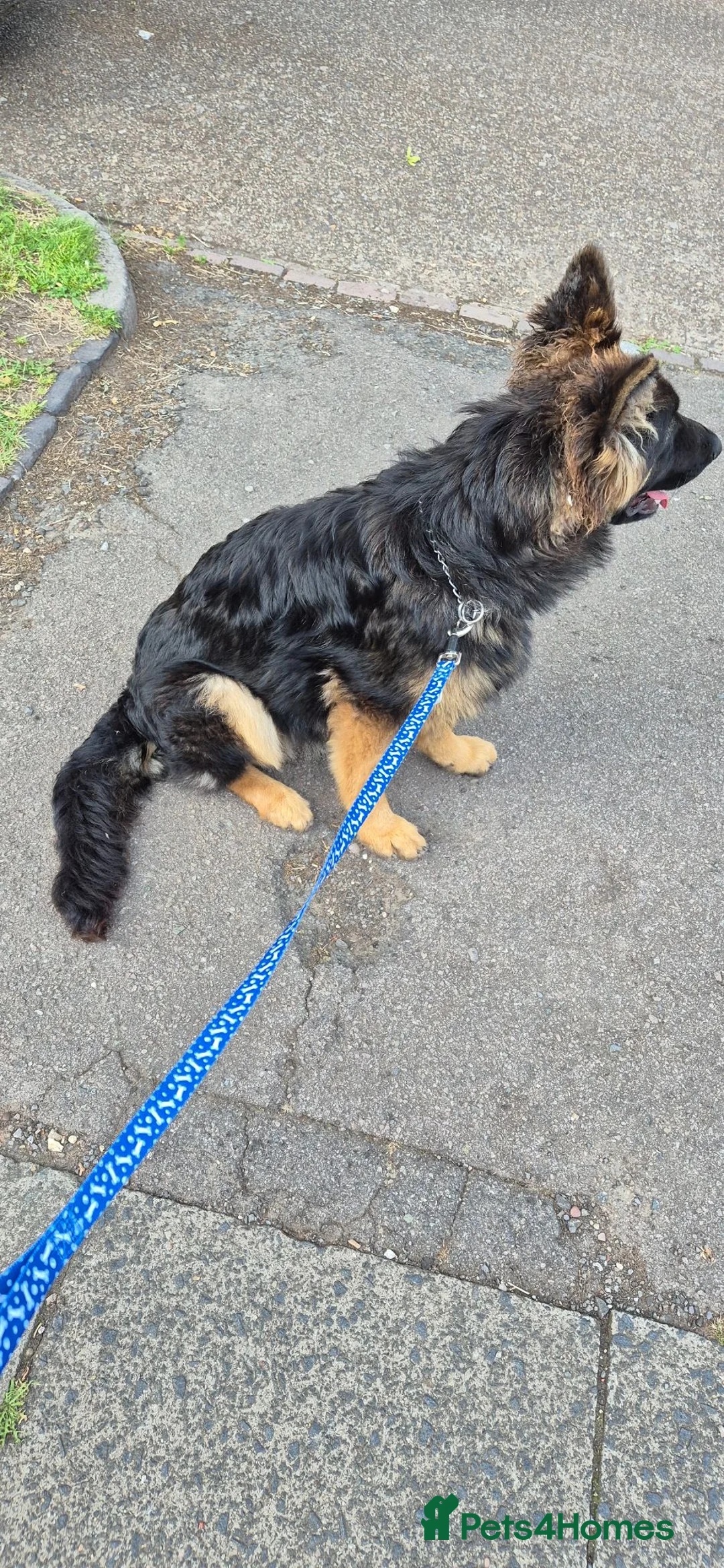 German Shepherd dogs for sale: German Shepherd 7 months old Max  - Advert 1