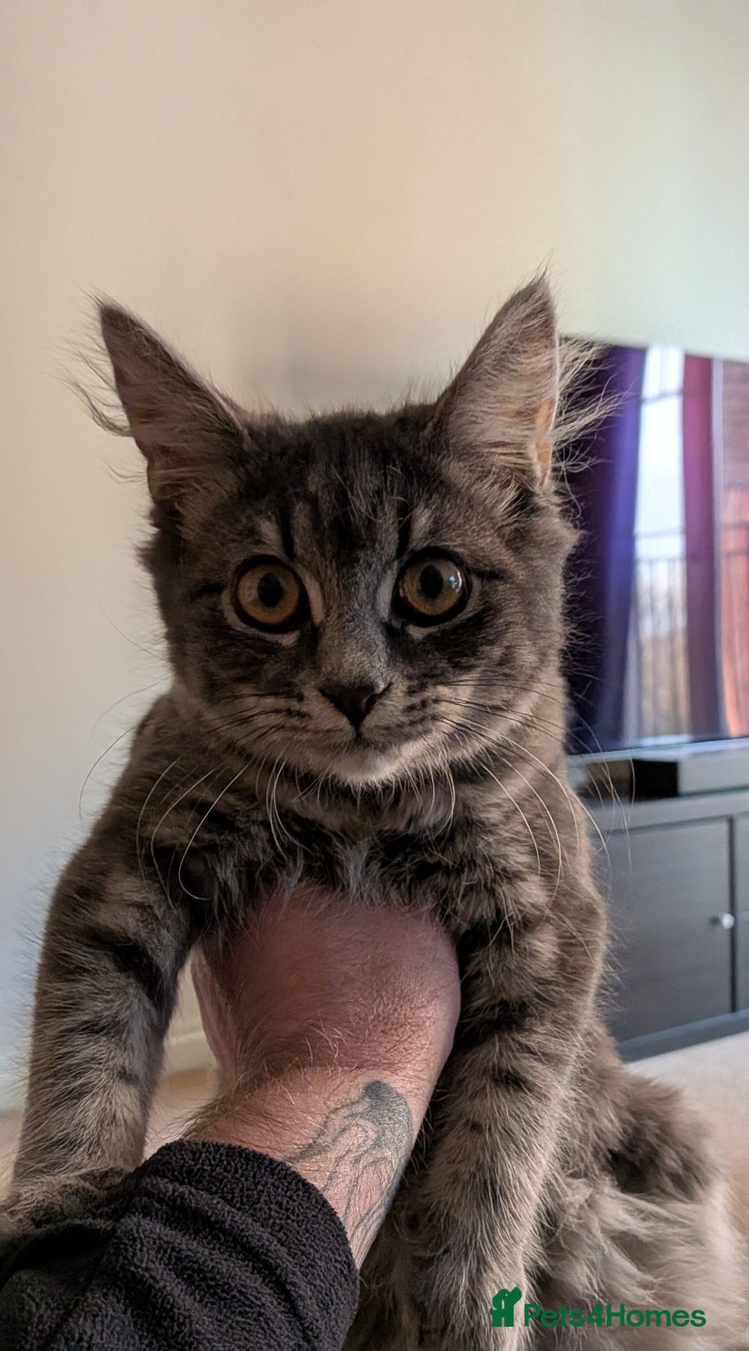 Mixed Breed cats for sale: Lizzy needs a new home.. - Advert 6