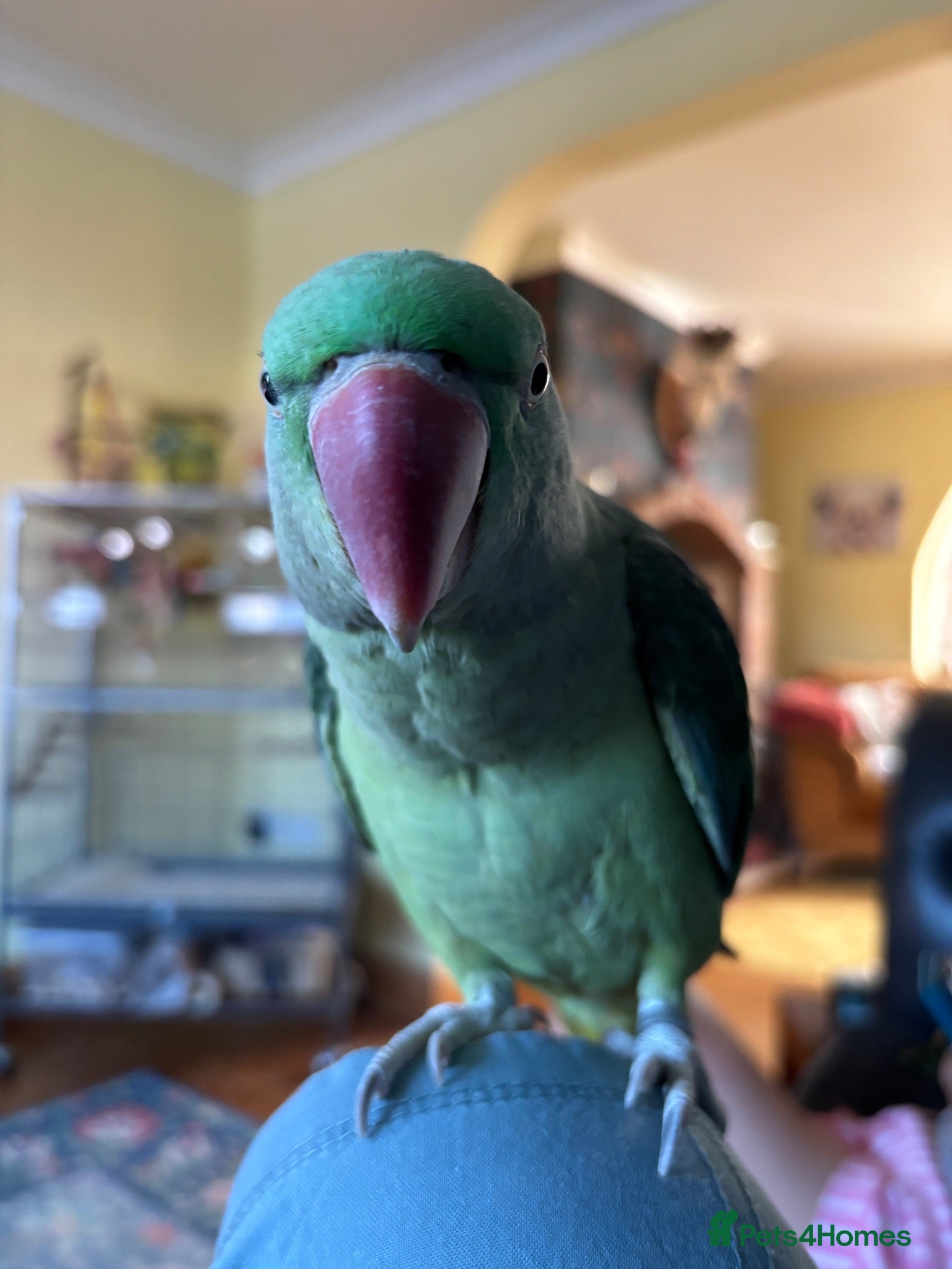 Parrots birds Alexandrine psrrot includes large cage - Advert 1
