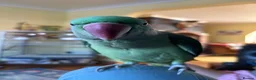 Parrots birds for sale: Alexandrine psrrot includes large cage in Doncaster - Advert 1