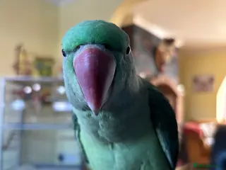 Parrots birds Alexandrine parrot includes large cage - Advert 1