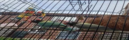 Lovebirds birds for sale: Pair of love birds with cage and other accessories - Advert 2