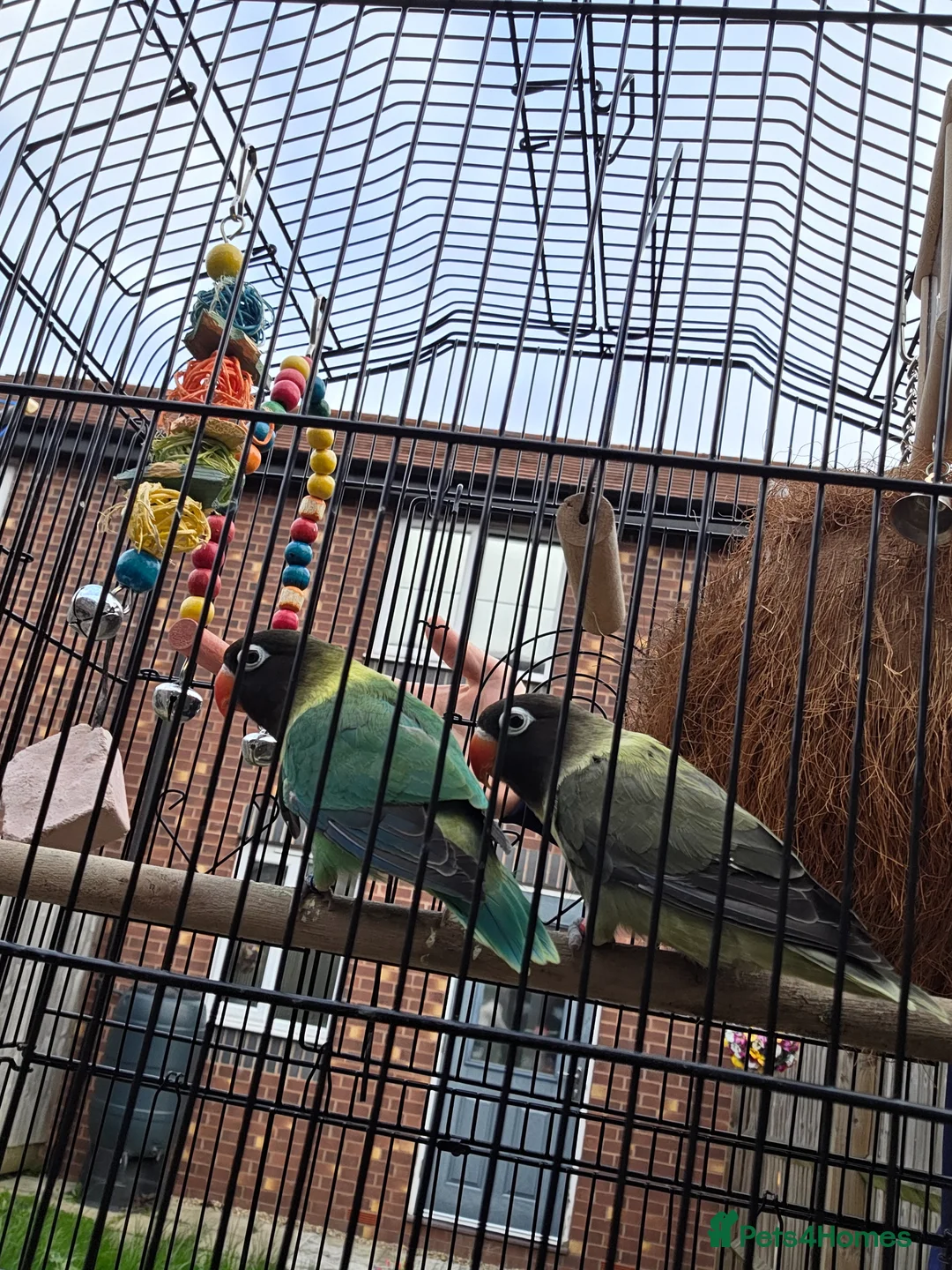 Lovebirds birds for sale: Pair of love birds with cage and other accessories - Advert 2