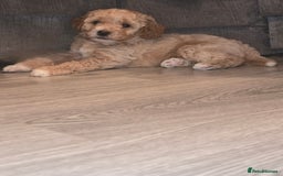 Cavapoo dogs for sale: Cavapoo puppies  - Image 1