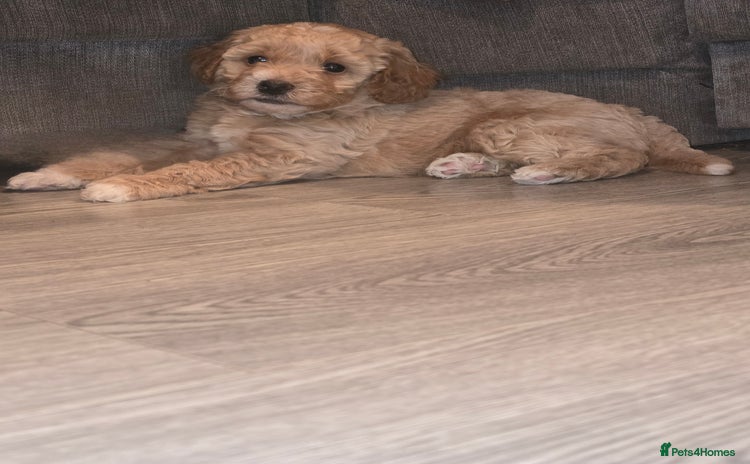 Cavapoo dogs - Advert 1