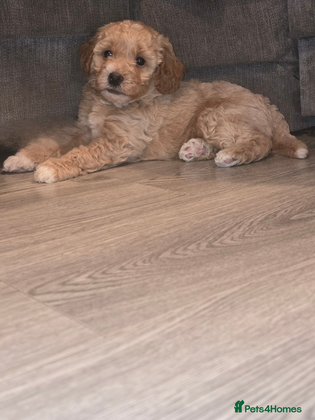 Cavapoo dogs for sale: Cavapoo puppies  - Image 1