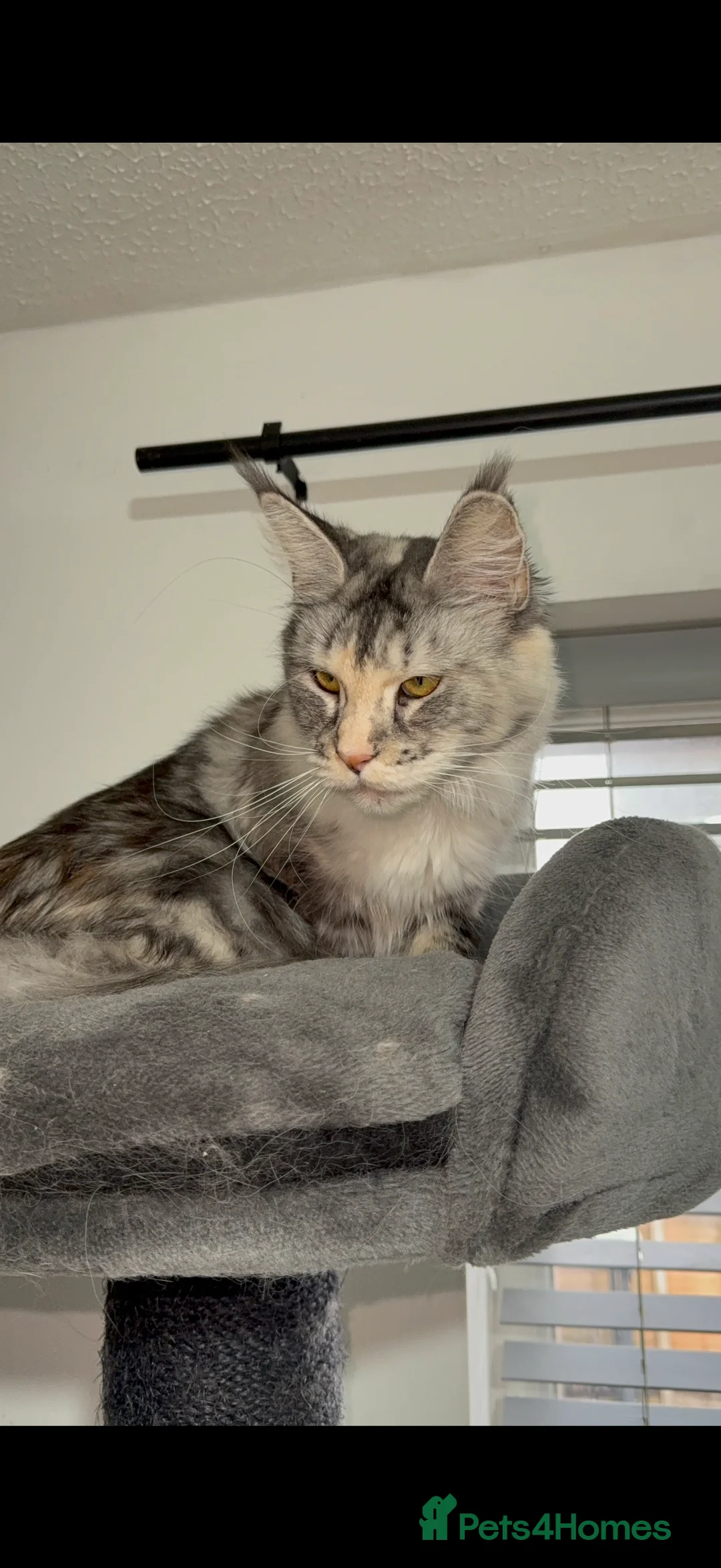 Maine Coon cats for sale: Tica active silver tortie Maine coon queen! - Advert 2
