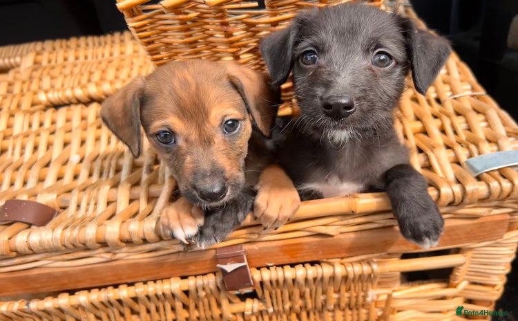 Mixed Breed dogs - Advert 3