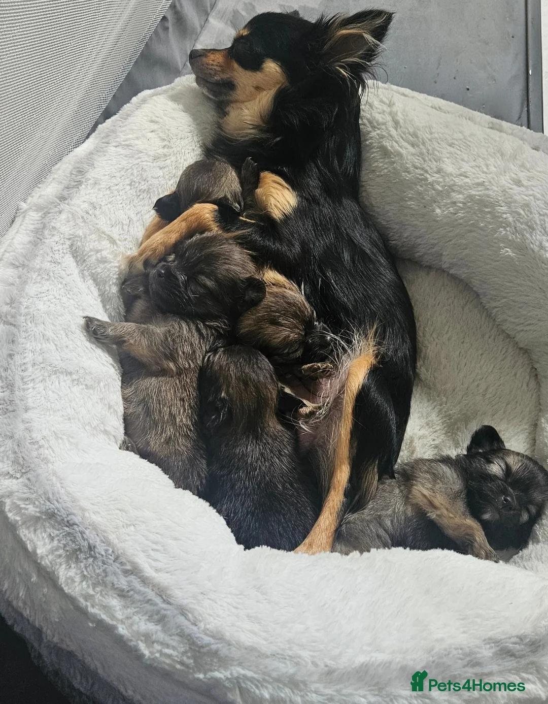 Pomchi dogs for sale: Beautiful Pomchi Pups - Advert 1