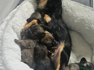 Pomchi dogs Beautiful Pomchi Pups - Advert 18