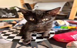 Bombay cats for sale: Friendly and smart Kittens  - Image 11