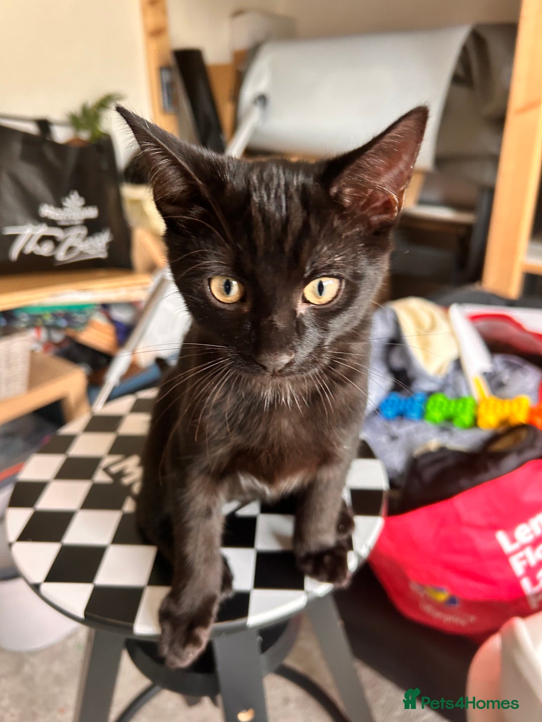 Bombay cats for sale: Friendly and smart Kittens  - Image 11