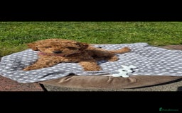 Miniature Poodle dogs for stud:  ⭐️KC PRINCE CHARMING BLUE BOY MINIATURE POODLE⭐️ - Image 21