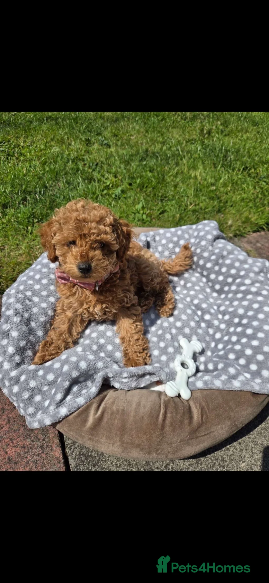 Miniature Poodle dogs for stud:  ⭐️KC PRINCE CHARMING BLUE BOY MINIATURE POODLE⭐️ - Advert 21