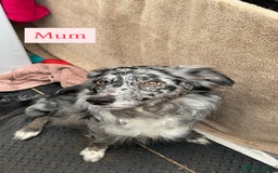 Border Collie dogs for sale: 6.5 weeks old collie puppies for sale  - Image 2