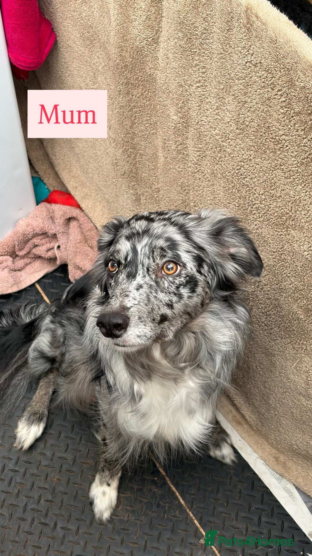 Border Collie dogs for sale: 6.5 weeks old collie puppies for sale  - Image 2