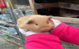 Guinea Pig rodents for sale: BABY GIRL GUINEA PIGS - Image 4