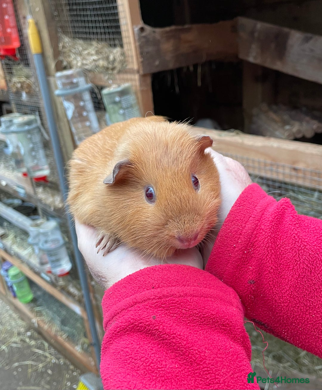 Guinea Pig rodents for sale: BABY GIRL GUINEA PIGS - Image 4