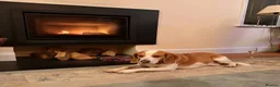 Beagle dogs for adoption: Otto (Beagle) in London - Advert 8