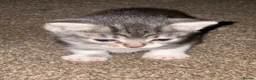 Mixed Breed cats for sale: Mixed breed kittens  - Advert 10
