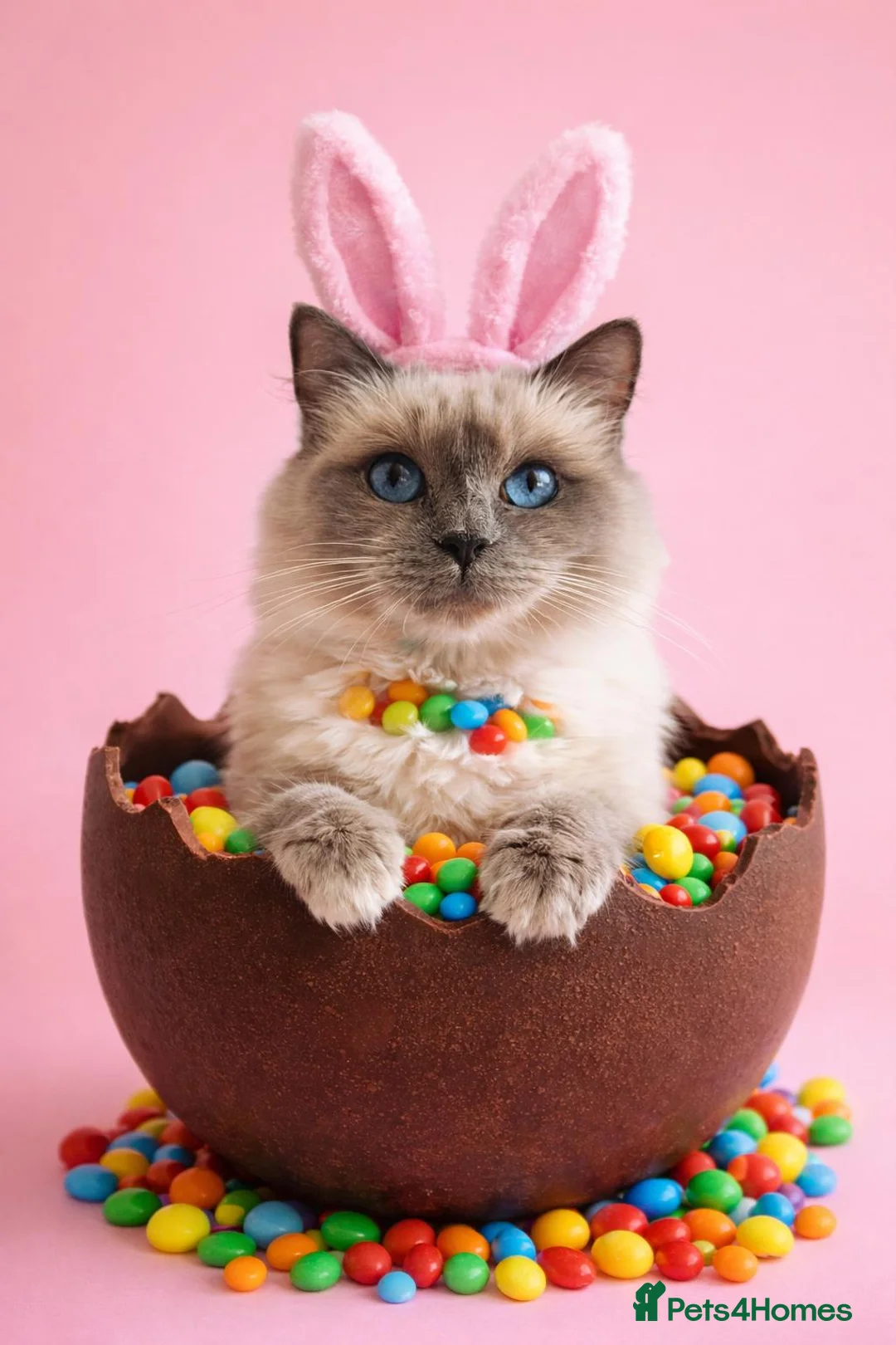 Ragdoll cats for sale: Ragdoll cross tabby lynx  - Advert 1