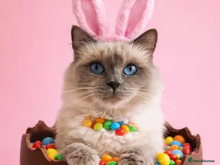 Ragdoll cats Ragdoll cross tabby lynx - Advert 4