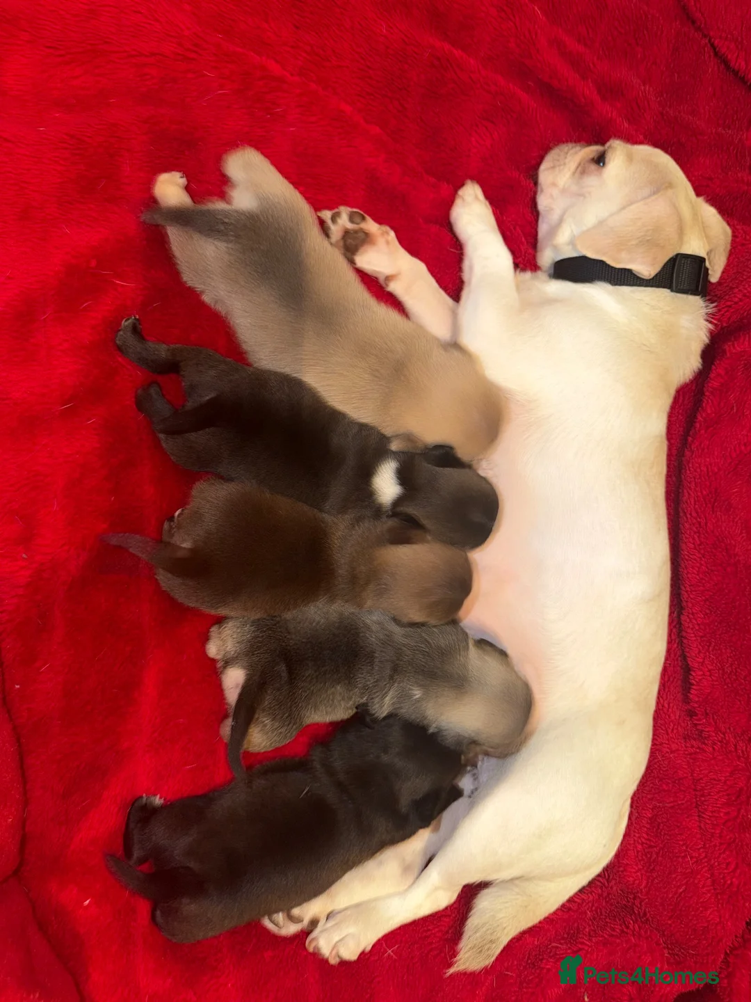 Pug dogs for sale: 4 Pugs  - Advert 1