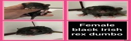 Rat rodents for sale: Adorable Dumbo Baby Rats ❤️ - Advert 6