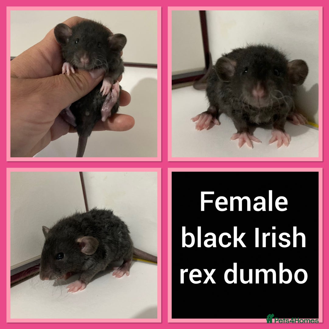 Rat rodents for sale: Adorable Dumbo Baby Rats ❤️ - Image 6