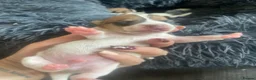 Jack Russell dogs for sale: Beautiful Miniature Jack Russell’s  - Advert 4